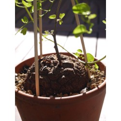 Dioscorea elephantipes var. montana | diamètre : 5 -6 cm