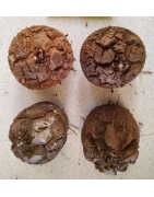 Dioscorea elephantipes var. montana | diamètre : 5 -6 cm