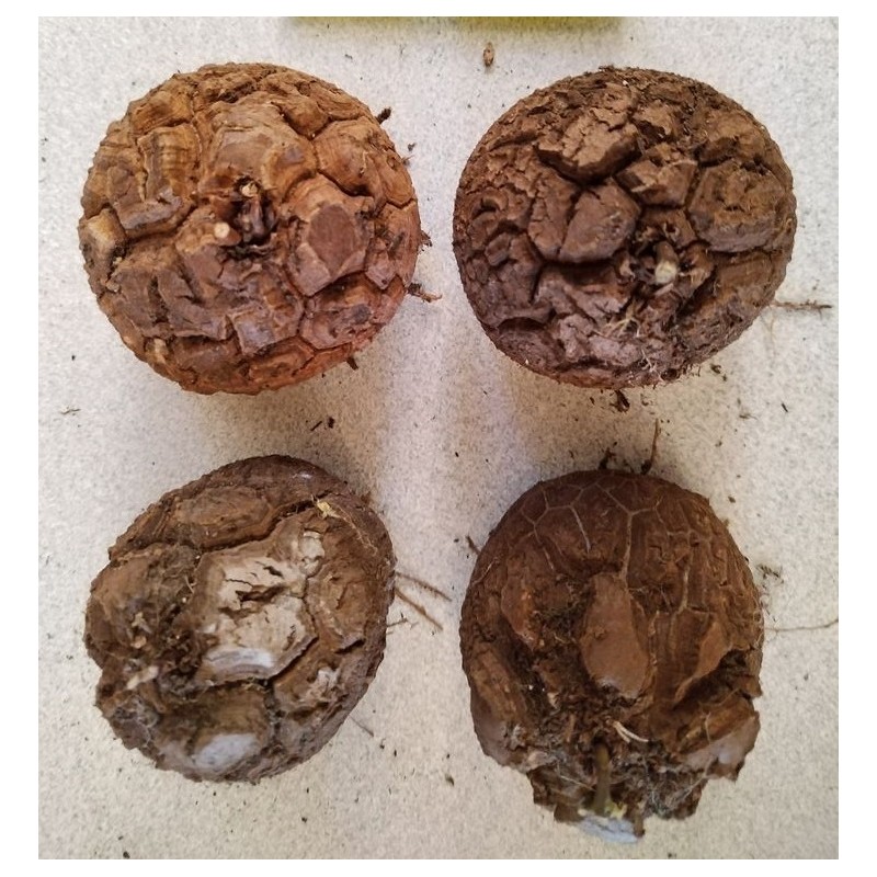 Dioscorea elephantipes var. montana | diamètre : 5 -6 cm Dioscorea elephantipes var. montana | diamètre : 5 -6 cm