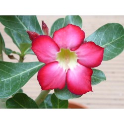 8 graines de Baobab chacal (Adenium obesum)