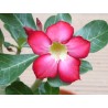 8 graines de Baobab chacal (Adenium obesum)