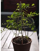 Dioscorea elephantipes var. montana | diamètre : 6 - 7 cm