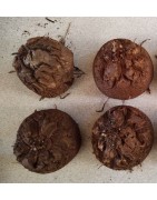 Dioscorea elephantipes var. montana | diamètre : 6 - 7 cm