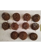 Dioscorea elephantipes var. montana | diamètre : 7 - 8 cm