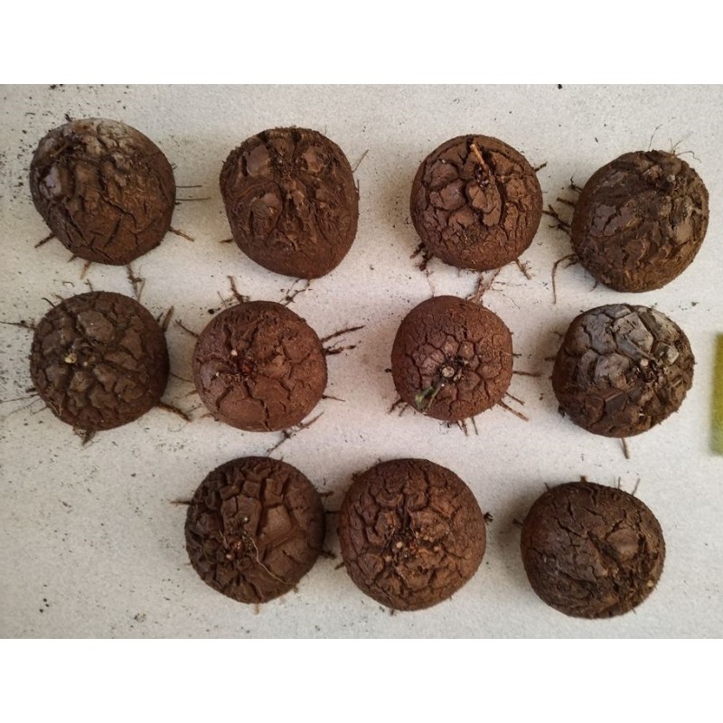 Dioscorea elephantipes var. montana | diamètre : 7 - 8 cm Dioscorea elephantipes var. montana | diamètre : 7 - 8 cm