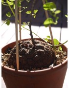 Dioscorea elephantipes var. montana | diamètre : 8 - 9 cm