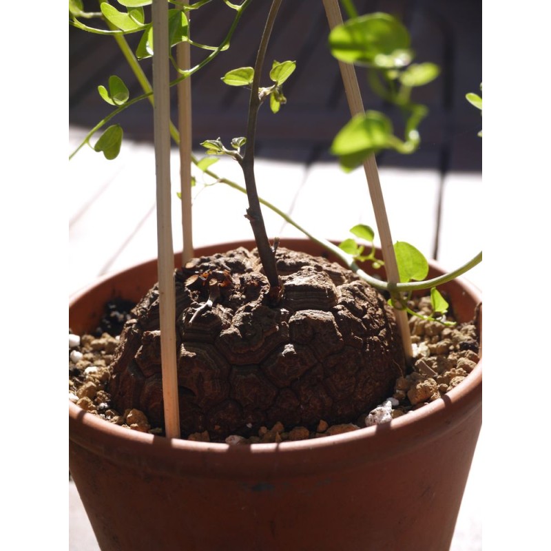Dioscorea elephantipes var. montana | diamètre : 8 - 9 cm Dioscorea elephantipes var. montana | diamètre : 8 - 9 cm