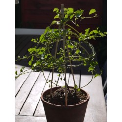 Dioscorea elephantipes var. montana | diamètre : 8 - 9 cm