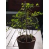 Dioscorea elephantipes var. montana | diamètre : 8 - 9 cm