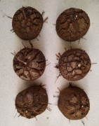 Dioscorea elephantipes var. montana | diamètre : 8 - 9 cm