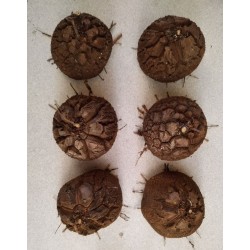 Dioscorea elephantipes var. montana | diamètre : 8 - 9 cm
