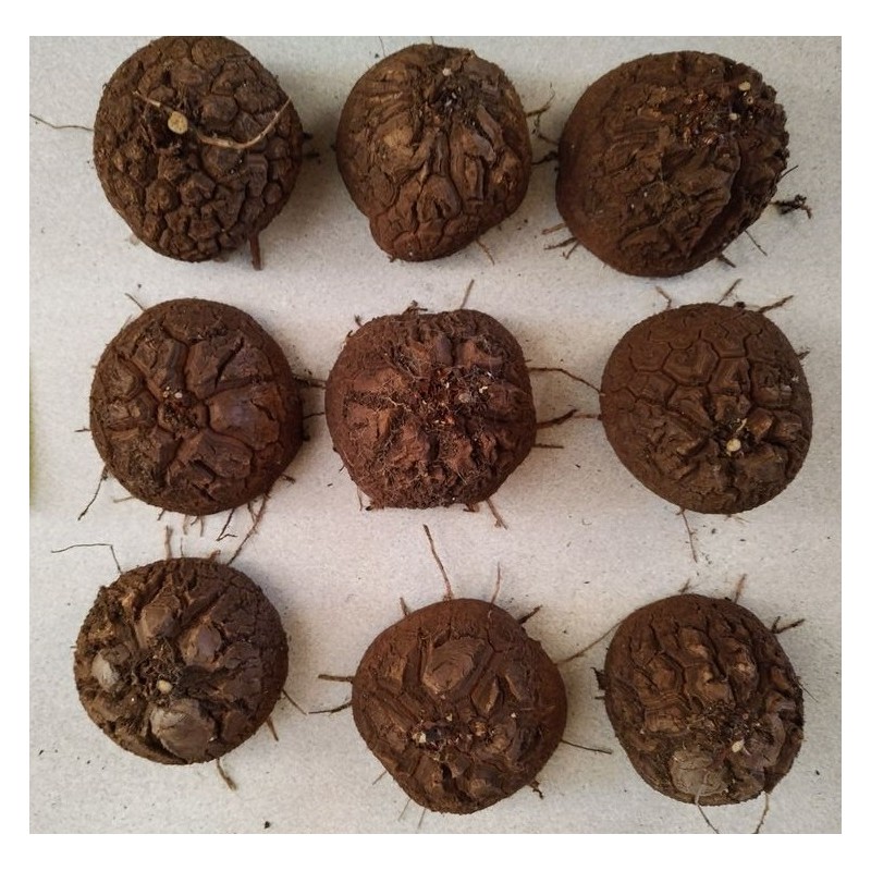 Dioscorea elephantipes var. montana | diamètre : 9 - 10 cm