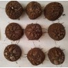 Dioscorea elephantipes var. montana | diamètre : 9 - 10 cm
