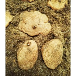 Rare : dioscorea sylvatica