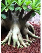 Rare ! 5 graines d'Adénium arabicum (Black Giant)