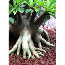 Rare ! 5 graines d'Adénium arabicum (Black Giant)
