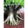 Rare ! 5 graines d'Adénium arabicum (Black Giant)