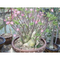Rare ! 5 graines d'Adénium arabicum Phet Na Wang (PNW)