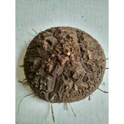 Dioscorea elephantipes var. montana n°3 | diamètre : 12 cm