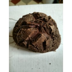 Dioscorea elephantipes var. montana n°2 | diamètre : 11 cm