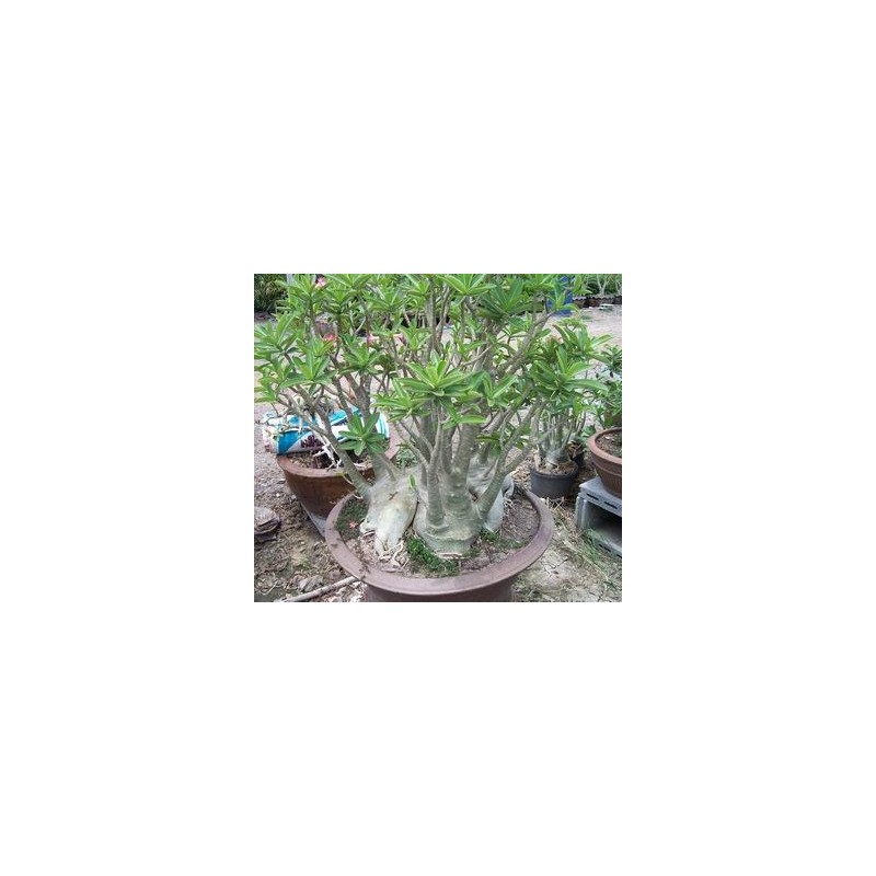 Rare ! 5 graines d'Adénium arabicum Yak Lop Buri (YLB) Rare ! 5 graines d'Adénium arabicum Yak Lop Buri (YLB)