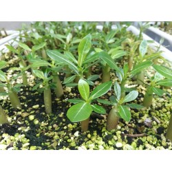 Rare ! 5 graines d'Adénium arabicum (Yemen)