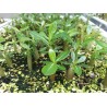 Rare ! 5 graines d'Adénium arabicum (Yemen)