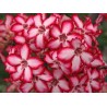 Rare ! 5 graines d'Adénium arabicum (Yemen)