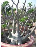 Rare ! 5 graines d'Adénium arabicum (Yemen)