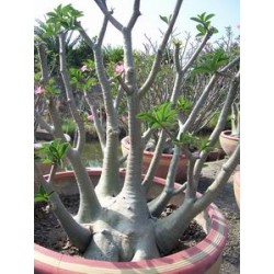 Rare ! 5 graines d'Adénium arabicum (Yemen)