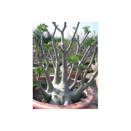 Rare ! 5 graines d'Adénium arabicum (Yemen)