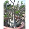 Rare ! 5 graines d'Adénium arabicum (Yemen)