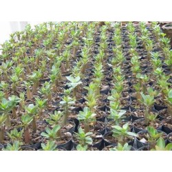Rare ! 5 graines d'Adénium arabicum (Yemen)