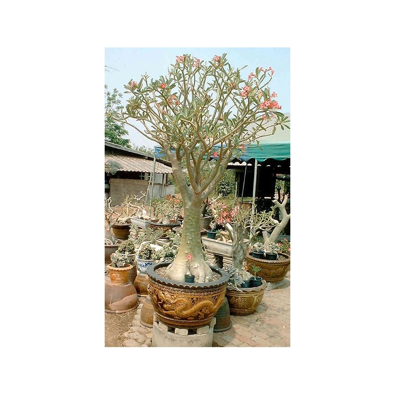 25 graines d'Adénium somalense (Baobab chacal)