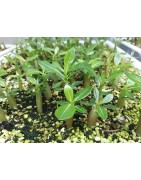 50 graines de Baobab chacal (Adenium obesum)