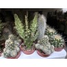 Lot de 40 minicactus et succulentes