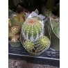Lot de 40 minicactus et succulentes