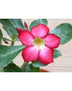50 graines de Baobab chacal (Adenium obesum)