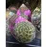 Lot de 40 minicactus et succulentes
