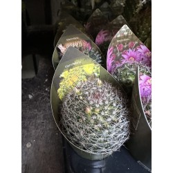 Lot de 40 minicactus et succulentes