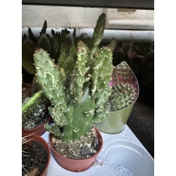 Lot de 40 minicactus et succulentes