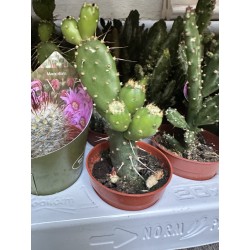 Lot de 40 minicactus et succulentes