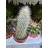 Lot de 40 minicactus et succulentes