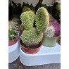 Lot de 40 minicactus et succulentes