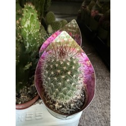Lot de 40 minicactus et succulentes