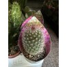 Lot de 40 minicactus et succulentes