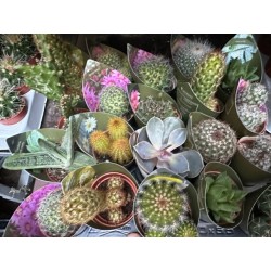 Lot de 40 minicactus et succulentes