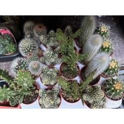 Lot de 40 minicactus et succulentes
