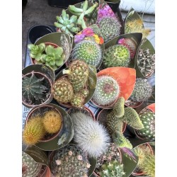 Lot de 40 minicactus et succulentes
