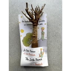 Arrivage !  1 baobab (digitata) de 4 ans - Petit Prince + graines
